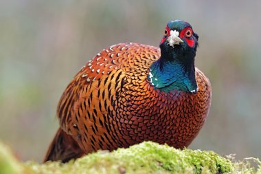 Ortak sülün yakın çekim