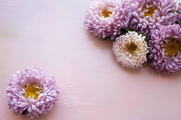 Pinkfarbene Asteroidenblumen Liegen Auf Einem Pinkfarbenen Holzgrund Platz Für Text — Stockfoto