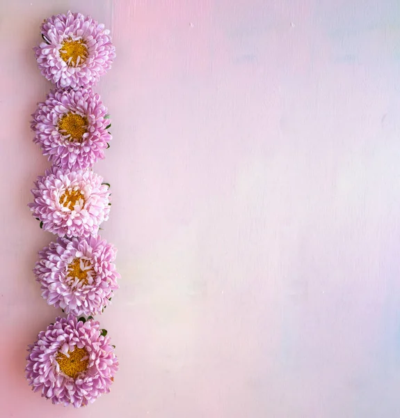 Square pink wooden banner with aster flowers lying in a row. Place for text.