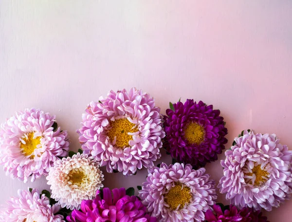 Auf Einem Pinkfarbenen Holzgrund Liegen Rosa Lila Und Lila Aster — Stockfoto