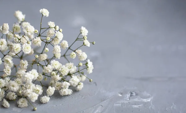 Küçük Beyaz Çiçekler Gri Beton Arka Planda Yatar Pankart Metin — Stok fotoğraf