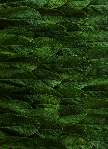 Ιστορικό Από Φρέσκα Πράσινα Φύλλα Ευωδιαστής Νεαρής Οικολογικής Μέντας Φωτογραφία — Φωτογραφία Αρχείου