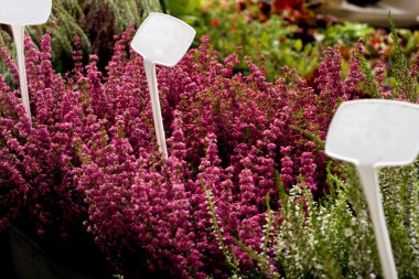 heather güneşli bir parlak renkler sepetleri