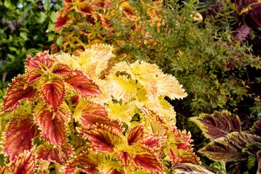 heather güneşli bir parlak renkler sepetleri