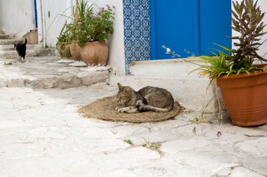 Sidi Bou evde önünde paspaslar uyku gri kedi 