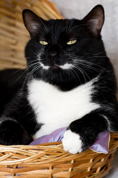 Zwarte kat liggen in een mand met paarse kussen — Stockfoto