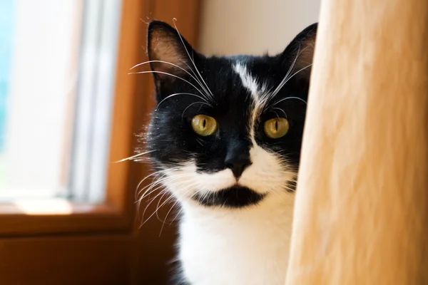 Gato blanco y negro escondido detrás de una cortina amarilla — Foto de Stock