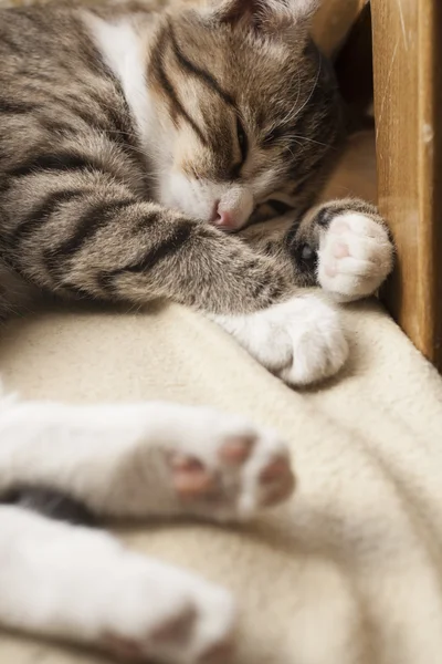 Giovane gatto carino dormire sul divano — Foto Stock