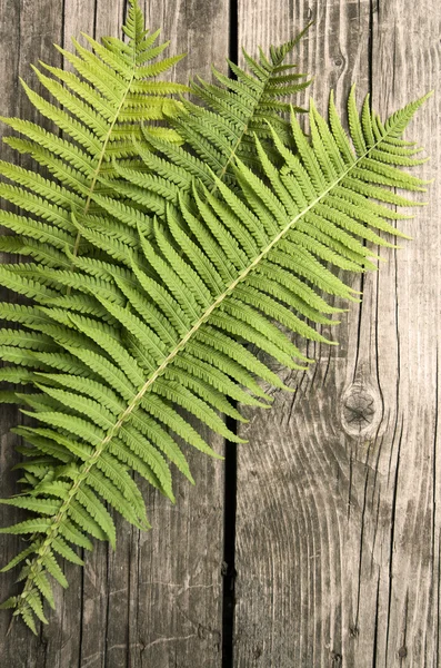 Zelené kapradí listy na dřevěné tmavé pozadí — Stock fotografie