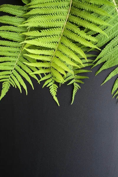 Zelené kapradí listy na dřevěné tmavé pozadí — Stock fotografie