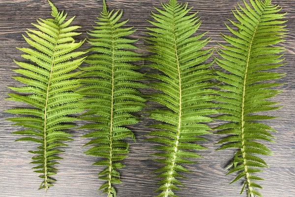 Feuilles de fougère verte sur un fond sombre en bois — Photo