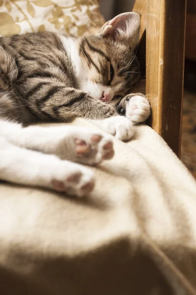 Jovem gato bonito dormindo no sofá — Fotografia de Stock