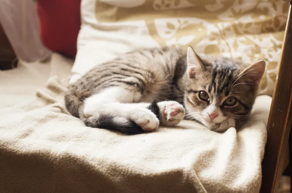 Kanepede uyuyan genç sevimli kedi — Stok fotoğraf