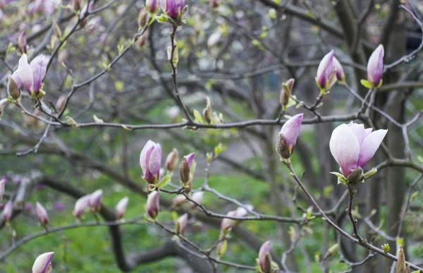 Soft Focus Sea... foto van bloeiende magnolia bloemen in het voorjaar. — Stockfoto