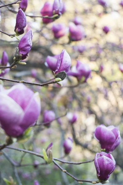 软聚焦图像的玉兰花开在春天的时候. — 图库照片