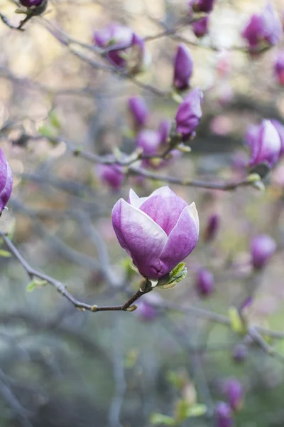 Soft focus image of blossoming magnolia flowers in spring time. — Stock Photo, Image