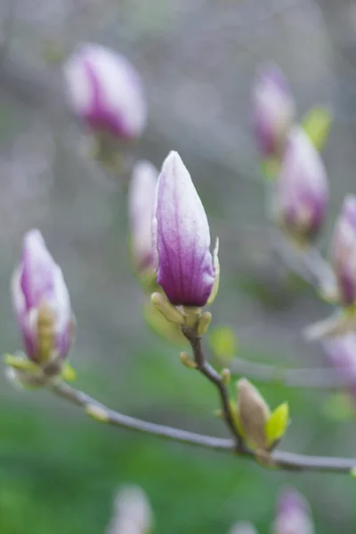 Soft Focus Sea... foto van bloeiende magnolia bloemen in het voorjaar. — Stockfoto