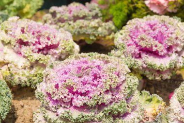 Taze mor lahana (brassica oleracea) bitki yaprakları