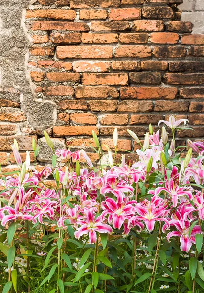 Rosa Lilienblüte mit alter Ziegelmauer — Stockfoto