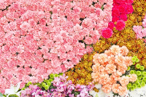 Multicolore de fleur — Photo