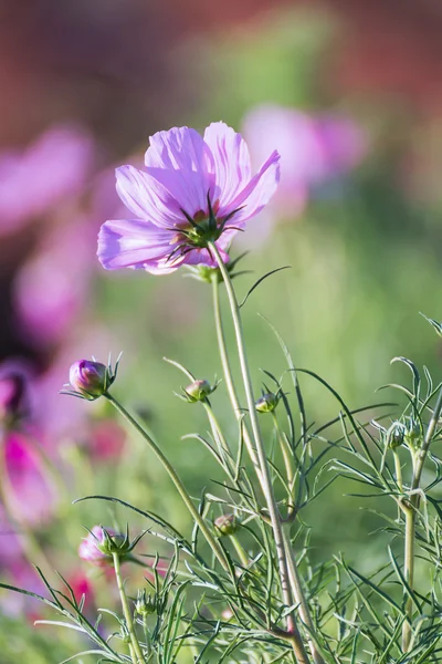 Rosa kosmos blomma i trädgården — Stockfoto