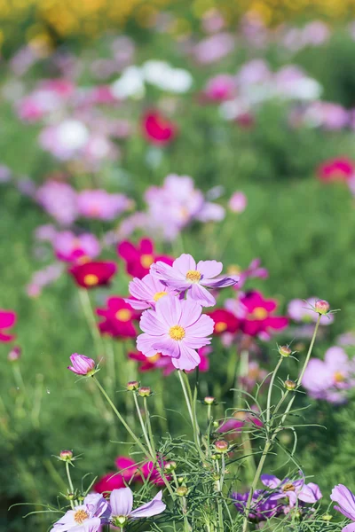 Fleur cosmos rose dans le jardin — Photo