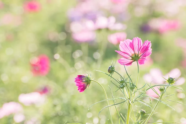 Cosmos flor no campo — Fotografia de Stock