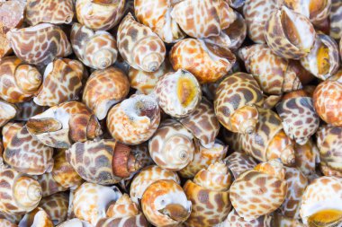 Benekli babylon veya Babylonia areolata 