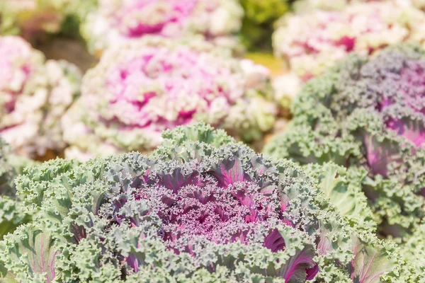 Nära håll färska (brassica oleracea) växt kålblad — Stockfoto