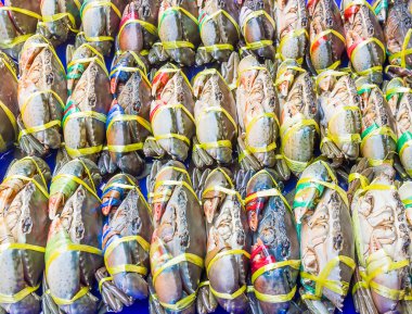 Satır siyah yengeç veya tırtıklı çamur yengeç kadar yakın