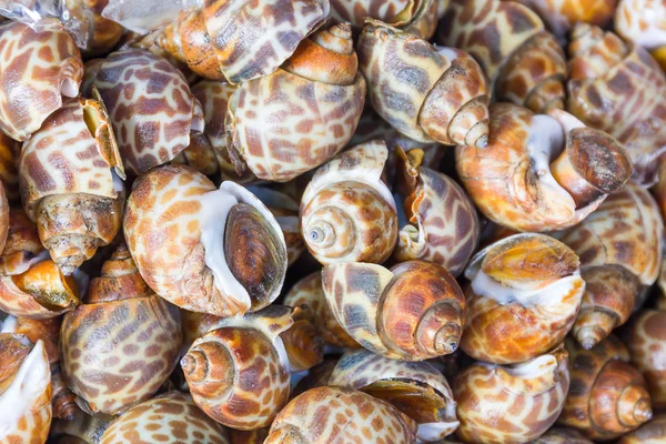 Fleckvieh oder Babylonia areolata — Stockfoto