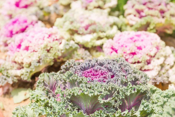 Taze lahana (brassica oleracea) bitki yaprakları kapatmak — Stok fotoğraf