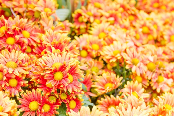 Orange Chrysanthemum flowers in garden — Stock Photo, Image