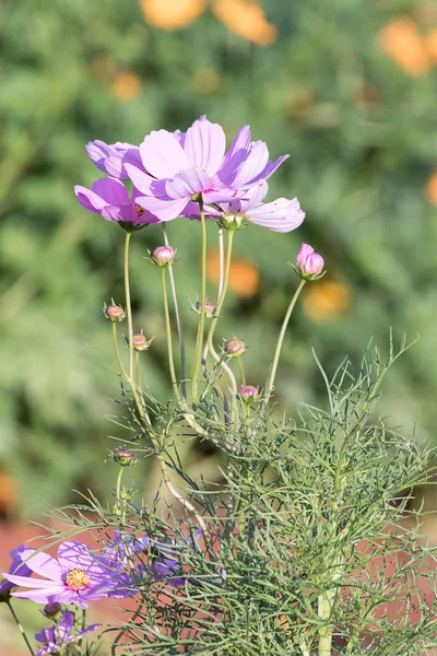 핑크 코스모스 꽃 정원에서 — 스톡 사진