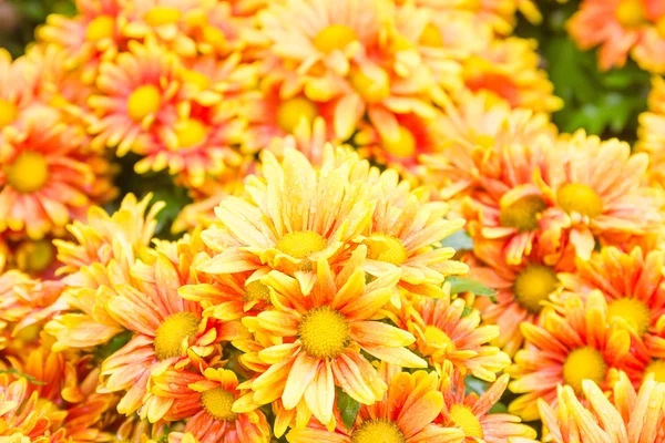 Orange Chrysanthemum blommor i trädgården — Stockfoto