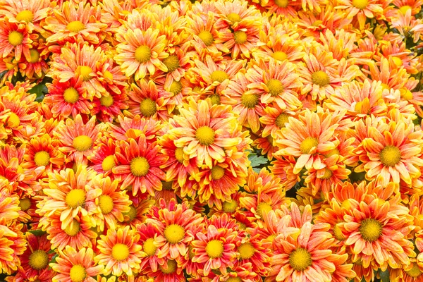 Crisantemo Naranja Flores en Jardín — Foto de Stock