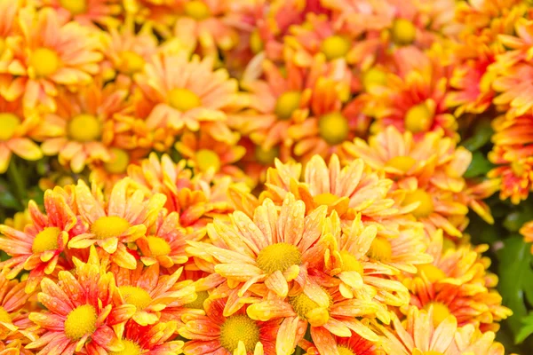 Crisantemo Naranja Flores en Jardín —  Fotos de Stock