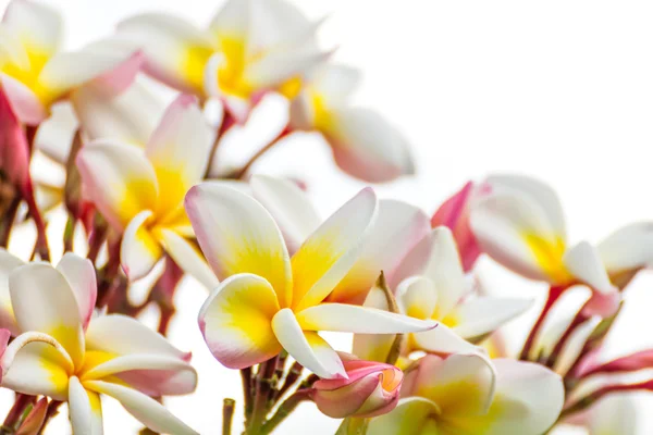 Квітка крупним планом Лан Тома на білому — стокове фото