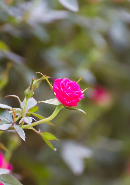 Rosa Rosen im Garten — Stockfoto