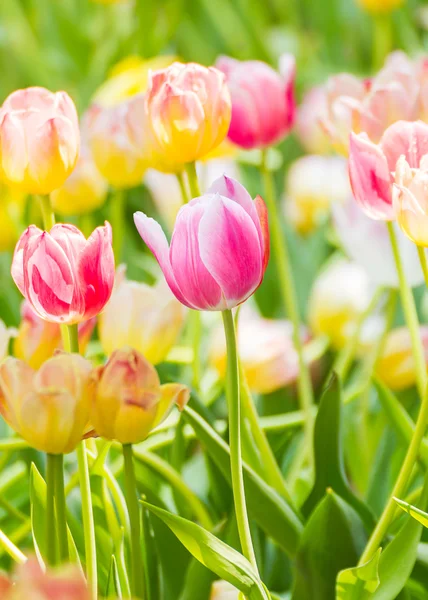 Pink tulip flower in garden — Stock Photo, Image