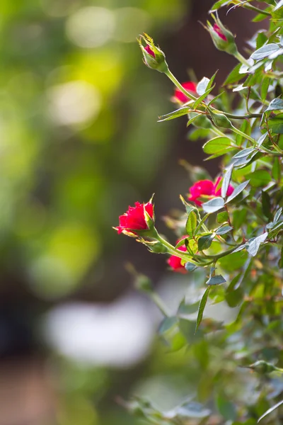 Rote Rosen im Garten — Stockfoto