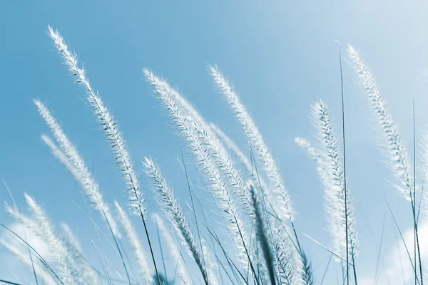 Cogon трава на голубом фоне неба — стоковое фото