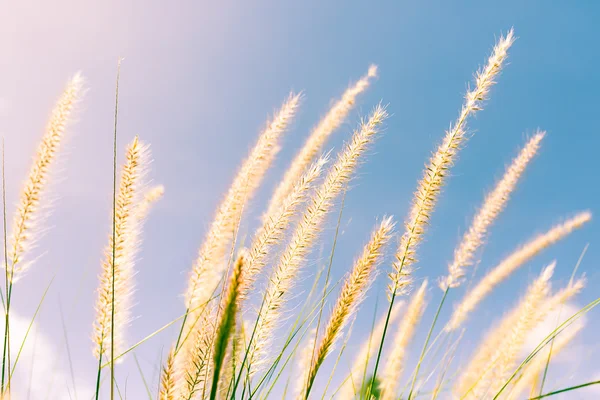 Feather grass in nature — Stock Photo, Image