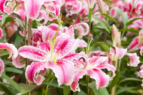 Close up de flor de lírio rosa — Fotografia de Stock