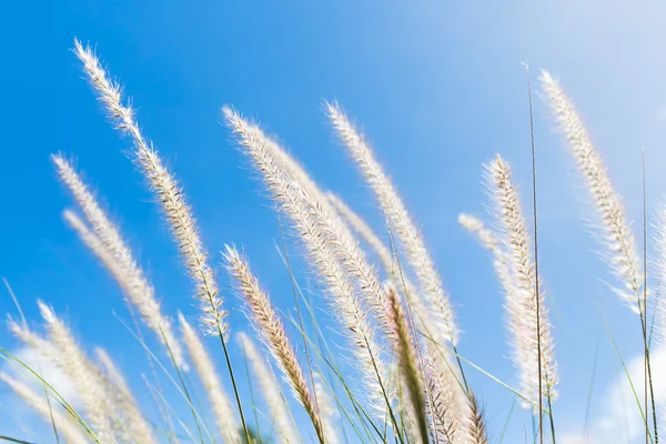 Cogon трава на голубом фоне неба — стоковое фото