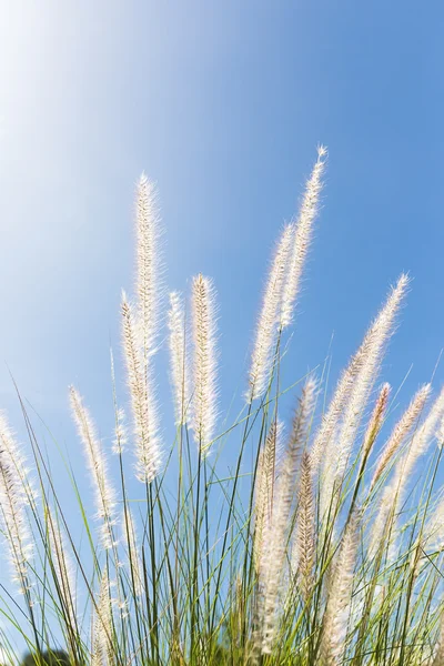 Cogon Erba su sfondo cielo blu — Foto Stock