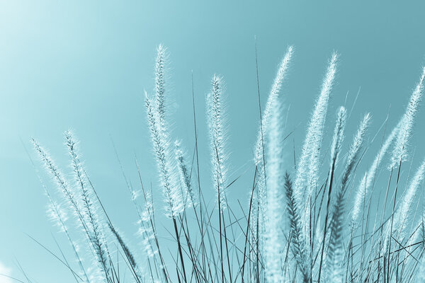 Feather grass in nature