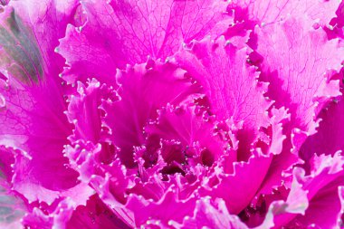 Taze mor lahana (brassica oleracea) bitki yaprakları kapatmak 