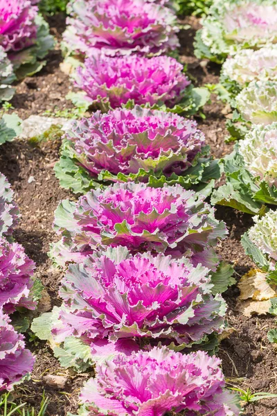 Col fresca (brassica oleracea) hojas de plantas — Foto de Stock