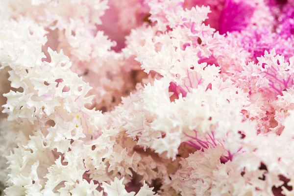 Nära håll färska violett (brassica oleracea) växt kålblad — Stockfoto